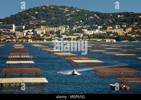 France,Herault,Bouzigues,lagune de Thau,parcs d'huîtres avec des bateaux de pêcheurs et de la Mont Saint Clair en arrière-plan Banque D'Images