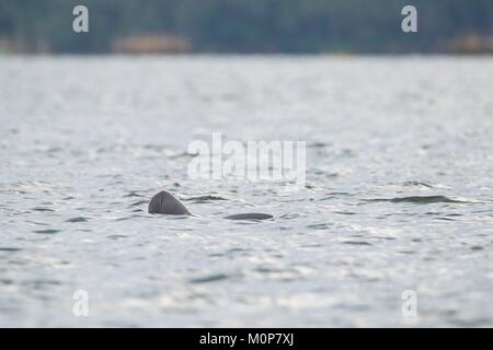 Palawan Philippines,son Malampaya,paysages terrestres et marins protégés, l'insaisissable et gravement menacée d'dauphin de l'Irrawaddy (Orcaella brevirostris) l'Malampaya Sound sous-population est d'environ 70 animaux Banque D'Images