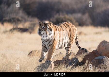 L'Afrique du Sud réserve privée,Asie,(Bengale) tigre (Panthera tigris tigris), randonnée pédestre Banque D'Images