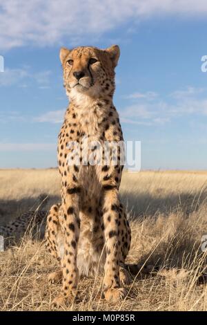 L'Afrique du Sud,réserve privée,le Guépard (Acinonyx jubatus),assis,le repos Banque D'Images