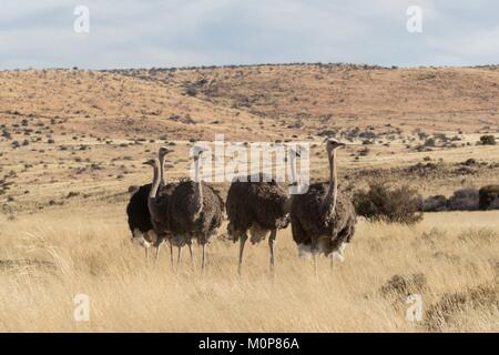 L'Afrique du Sud,supérieure Karoo,ou d'Autruche autruche commune (Struthio camelus),dans la savane, le mâle est noir, la femelle est de couleur brune Banque D'Images