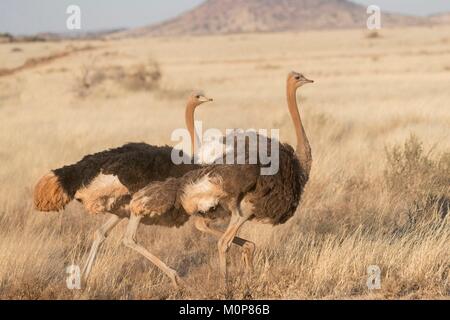 L'Afrique du Sud,supérieure Karoo,ou d'Autruche autruche commune (Struthio camelus),dans la savane, le mâle est noir, la femelle est de couleur brune Banque D'Images