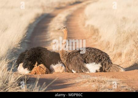 L'Afrique du Sud,supérieure Karoo,ou d'Autruche autruche commune (Struthio camelus), en prenant un bain de poussière,le mâle est noir, la femelle est de couleur brune Banque D'Images