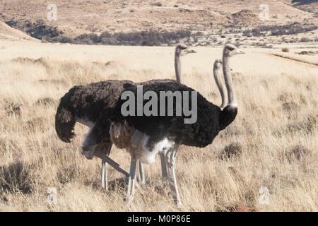 L'Afrique du Sud,supérieure Karoo,ou d'Autruche autruche commune (Struthio camelus),dans la savane, le mâle est noir, la femelle est de couleur brune Banque D'Images