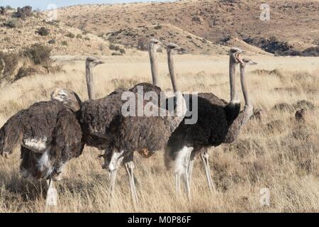 L'Afrique du Sud,supérieure Karoo,ou d'Autruche autruche commune (Struthio camelus),dans la savane, le mâle est noir, la femelle est de couleur brune Banque D'Images