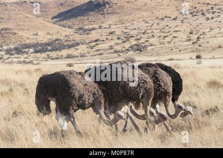 L'Afrique du Sud,supérieure Karoo,ou d'Autruche autruche commune (Struthio camelus),dans la savane, le mâle est noir, la femelle est de couleur brune Banque D'Images