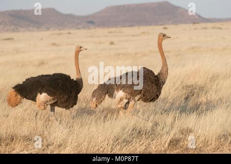 L'Afrique du Sud,supérieure Karoo,ou d'Autruche autruche commune (Struthio camelus),dans la savane, le mâle est noir, la femelle est de couleur brune Banque D'Images