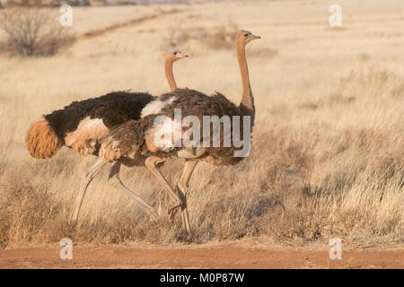 L'Afrique du Sud,supérieure Karoo,ou d'Autruche autruche commune (Struthio camelus),dans la savane, le mâle est noir, la femelle est de couleur brune Banque D'Images