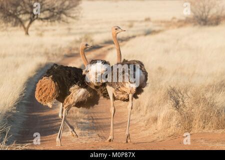 L'Afrique du Sud,supérieure Karoo,ou d'Autruche autruche commune (Struthio camelus),dans la savane, le mâle est noir, la femelle est de couleur brune Banque D'Images