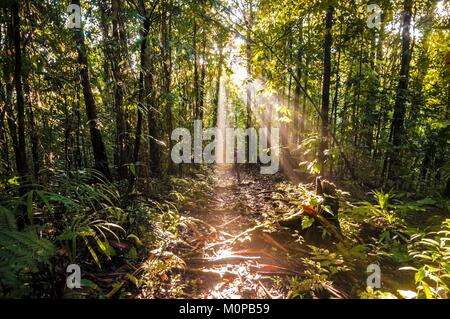 France,Caraïbes Petites Antilles, la Guadeloupe, Basse-Terre,,Goyave,Guadeloupe,Parc National de la randonnée dans les sous-bois tropicaux au lever du soleil sur le sentier de Victor Hugues Banque D'Images