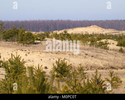Felledfir-pépinière partiellement sur les buttes de sable avec des forêts sur l'arrière-plan sous le ciel bleu Banque D'Images