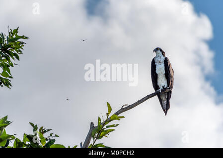 Un balbuzard pêcheur est assis sur branche d'arbre dans les Everglades de Floride avec deux libellules voler à côté de Sawgrass Recreation Park, près de Fort Lauderdale. Banque D'Images