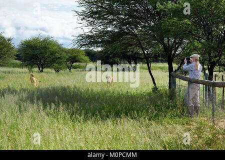 La Namibie,Otjiwarongo,Cheetah Conservation Fund,,Centre de recherche et d'enseignement de l'observation des guépards (Acinonyx jubatus) d'une enceinte Banque D'Images