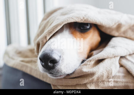 Cute Jack Russell Terrier sur son lieu. Banque D'Images