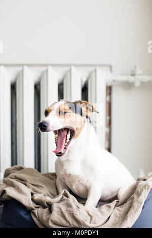 Cute Jack Russell Terrier sur son lieu. Banque D'Images