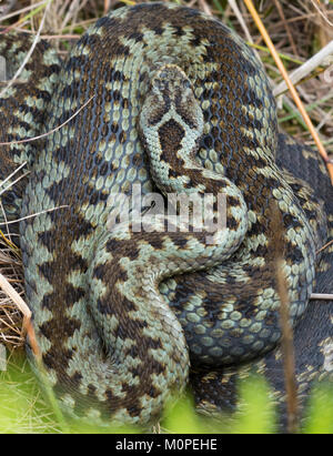 L'additionneur femelle Vipera berus lézarder sur l'herbe sèche dans le Peak District en Angleterre. Banque D'Images