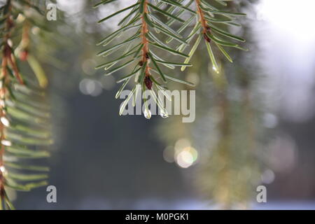 L'accent à une chute sur un réseau Pinetree Banque D'Images