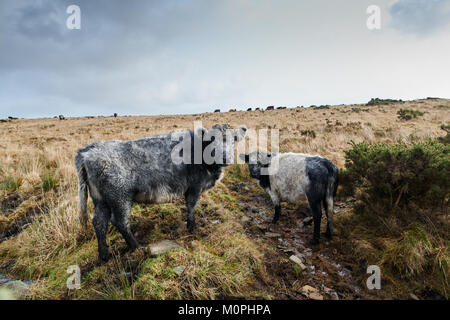 Le pâturage sur Bodmin moors moorland rugueux de l'herbe, pris en hiver si rude de manteaux et de la boue. Banque D'Images