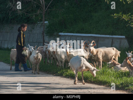 Fille de la Corée du Nord de regarder un troupeau de chèvres le pâturage, le sud de la province de Pyongan, Chonsam coopérative agricole, la Corée du Nord Banque D'Images