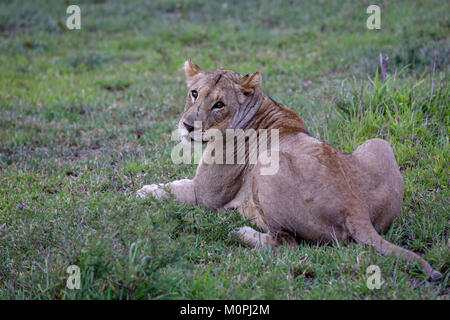 Lionne reposant sur plaine africaine vers la caméra de Banque D'Images