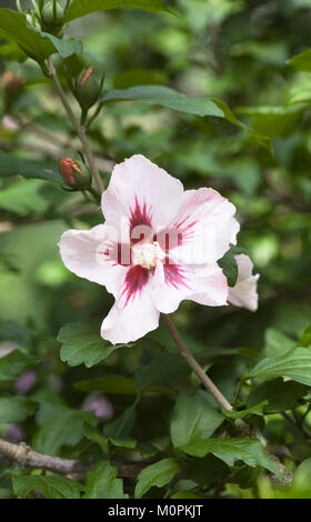 Fleur Hibiscus syriacus. Banque D'Images