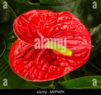Macro Image de fleur de l'Anthurium Banque D'Images