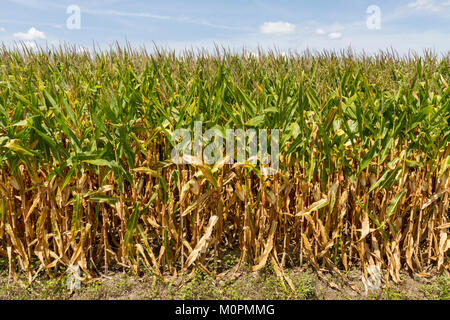 Le maïs mûr dans un champ avec un fond de ciel bleu ensoleillé, Maryland, United States. Banque D'Images