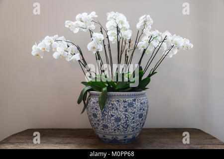 Parterre en porcelaine style gzhel avec fleurs orchidée blanche Banque D'Images