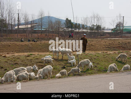 Sheperd nord-coréen avec son sheepand les chèvres dans la campagne, de la province de Pyongan, Pyongyang, Corée du Nord Banque D'Images