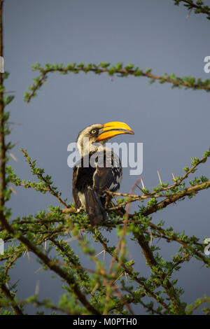 Calao à bec jaune (Tockus flavirostris) perchées dans un arbre dans la réserve nationale de Samburu, Kenya Banque D'Images