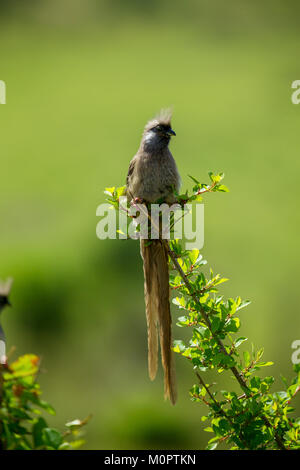 Speckled Mousebird (Colius striatus) perché sur une branche dans le Masai Mara National Reserve, Kenya Banque D'Images