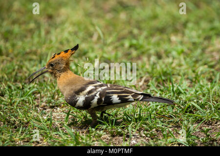 Huppe huppe fasciée (Upupa epops) marcher dans la savane dans le Masai Mara National Reserve, Kenya Banque D'Images