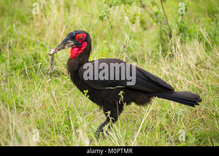 Au rez-de-sud calao (Bacorvus cafer) avec une grenouille dans la bouche dans le Masai Mara National Reserve, Kenya Banque D'Images