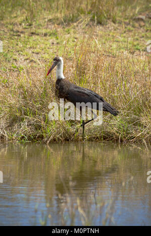 Woolly-necked Stork (Ciconia episcopus) par un point d'eau dans le Masai Mara National Reserve, Kenya Banque D'Images