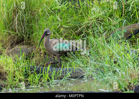 (Bostrychia hagedash Ibis hagedash) dans le Masai Mara National Reserve, Kenya Banque D'Images