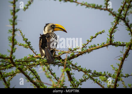 Calao à bec jaune (Tockus flavirostris) perchées dans un arbre dans la réserve nationale de Samburu, Kenya Banque D'Images