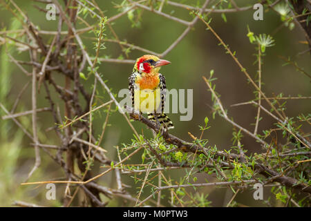 Le rouge-et-jaune Barbet (Trachyphonus erythrocephalus) perché sur une branche dans la réserve nationale de Samburu, Kenya Banque D'Images