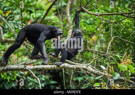 Les bonobos (pan paniscus) sur une branche d'arbre. République démocratique du Congo. Afrique du Sud Banque D'Images