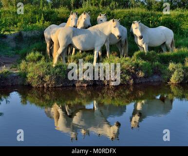 Portrait de l'chevaux blancs reflètent dans l'eau. Camargue. France Banque D'Images