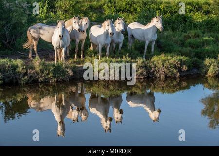 Portrait de l'chevaux blancs reflètent dans l'eau. Camargue. France Banque D'Images