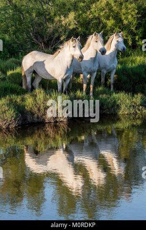 Portrait de l'chevaux blancs reflètent dans l'eau. Camargue. France Banque D'Images