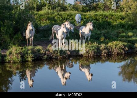 Portrait de l'chevaux blancs reflètent dans l'eau. La France. Camargue Banque D'Images