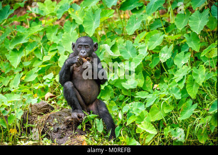 Close up Portrait of Bonobo Cub dans l'habitat naturel. Fond naturel vert. Le Bonobo (pan paniscus), appelé le chimpanzé pygmée. République démocratique Banque D'Images