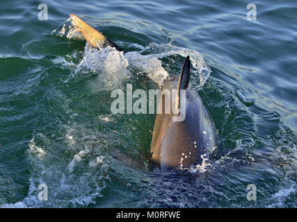 Nageoire dorsale de grand requin blanc. Grand requin blanc (Carcharodon carcharias), Italie, Afrique du Sud Banque D'Images