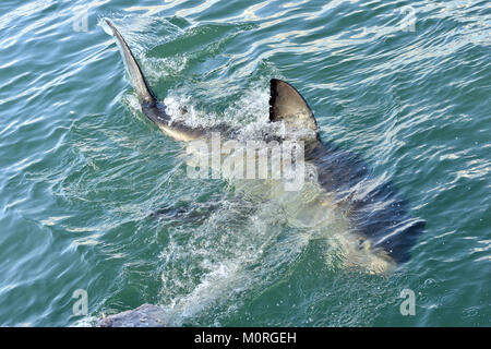 Nageoire dorsale de grand requin blanc. Grand requin blanc (Carcharodon carcharias), Italie, Afrique du Sud Banque D'Images