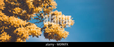 Floraison jaune de mimosa au printemps. Bannière longue et large Banque D'Images