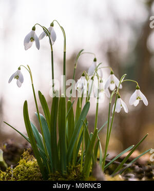 Perce-neige précoce en woodland à Weston-sur-le-Vert, l'Oxfordshire. Banque D'Images