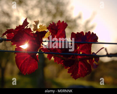 Vignoble d'automne. Jaune Orange Rouge feuilles sur les plants de vigne dans domaine viticole, dernier rayons de soleil chaud dans la windy après-midi. Banque D'Images