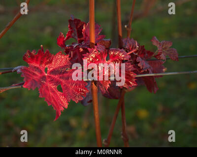 Vignoble d'automne. Jaune Orange Rouge feuilles sur les plants de vigne dans domaine viticole, dernier rayons de soleil chaud dans la windy après-midi. Banque D'Images