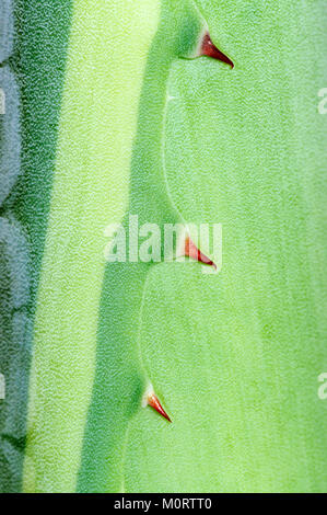 American Aloe, feuilles d'épines / (Agave americana) | Amerikanische Agave, Blattdetail mit / Dornen (Agave americana) Banque D'Images